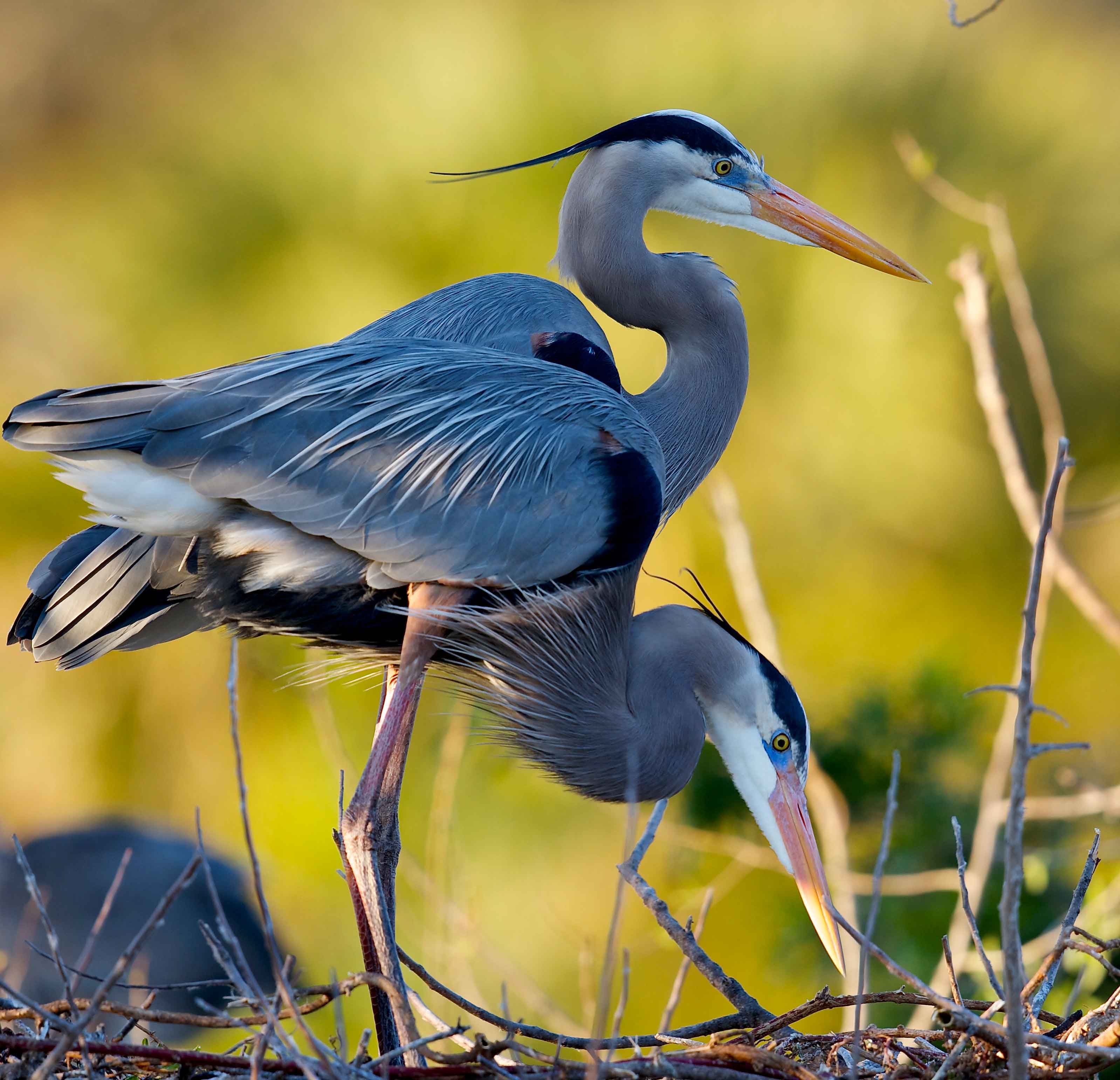 Great Blues at Venice Rookery