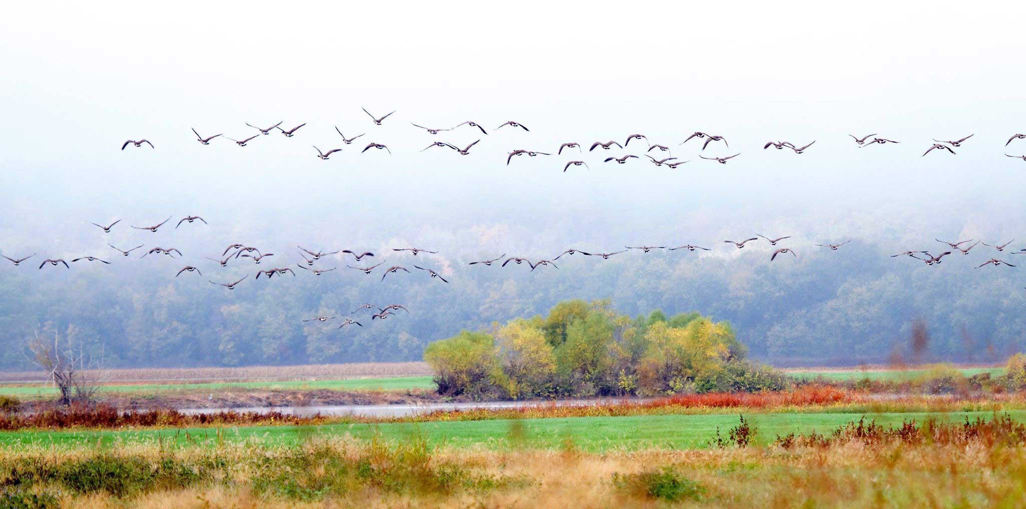 Misty morning in Kentucky