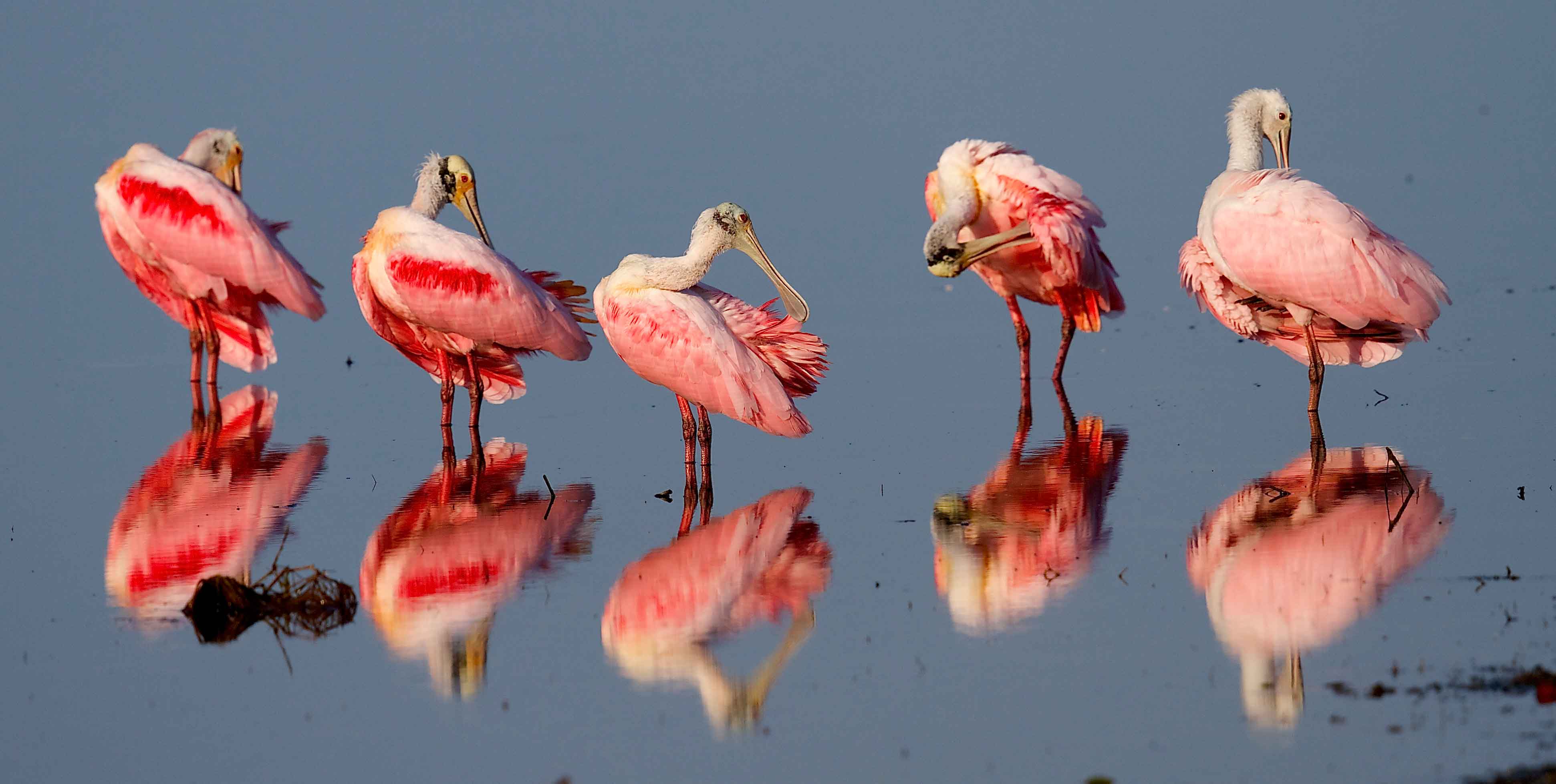 Roseate Spoonbills at Sanibel